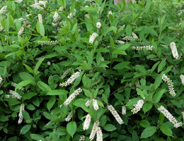 Virginia Willow Henrys Garnet.
